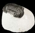 Bargain, Paralejurus Trilobite #47439-2